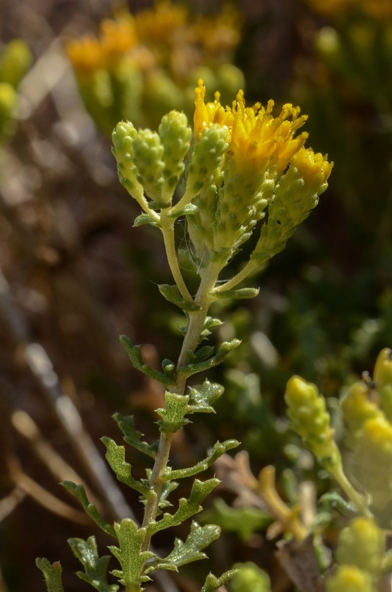 Carquinez Goldenbush photo 5