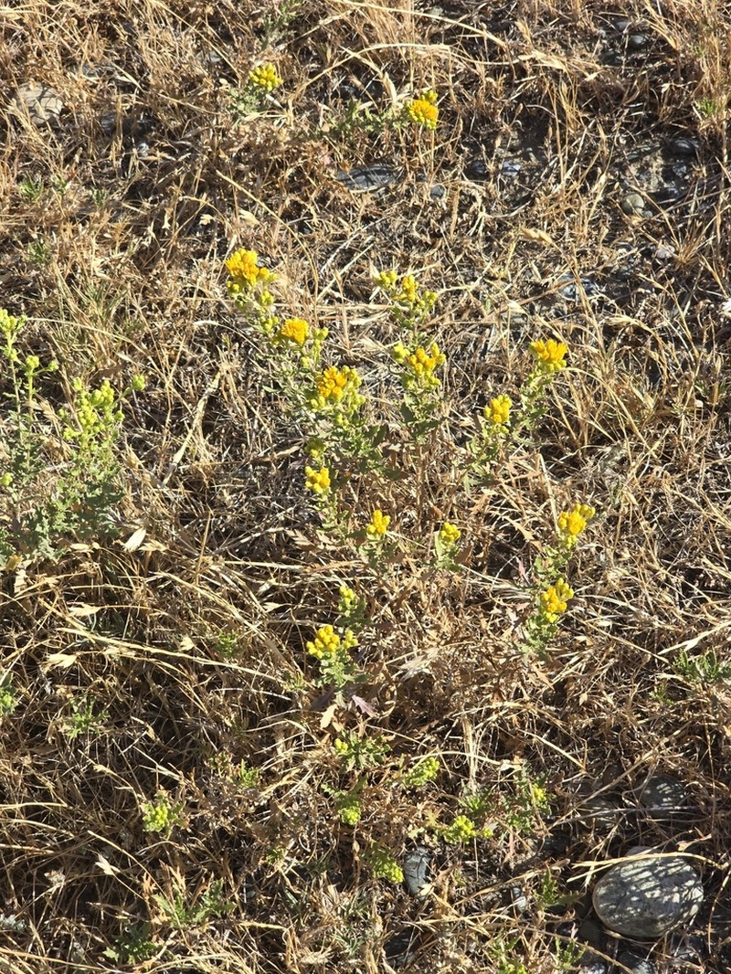 Carquinez Goldenbush photo 6