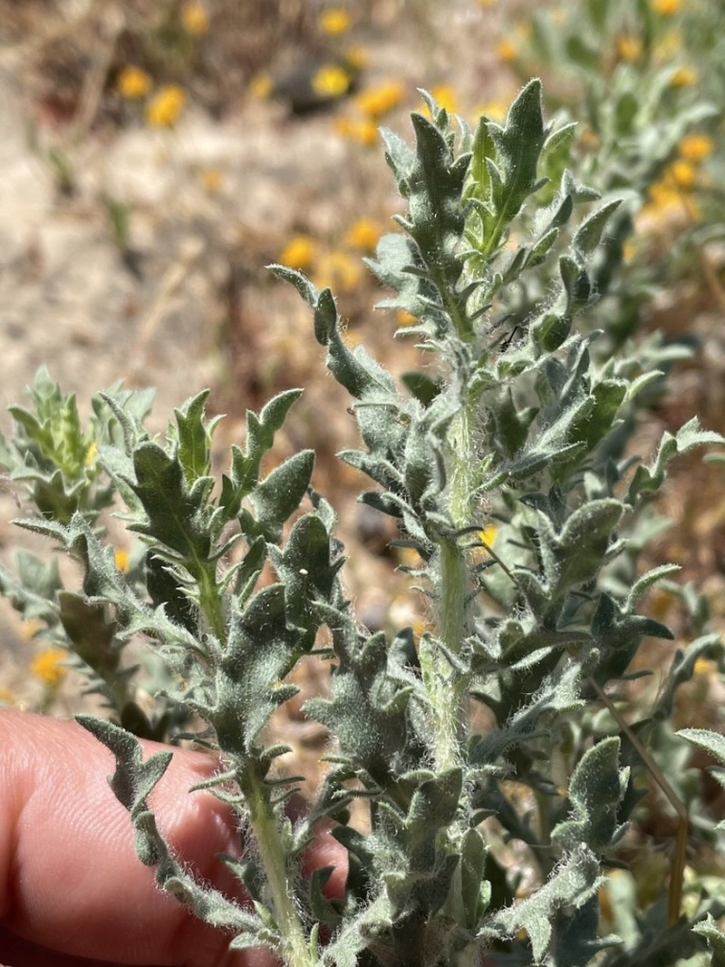 Carquinez Goldenbush photo 7