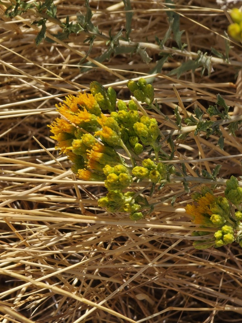 Carquinez Goldenbush photo 8