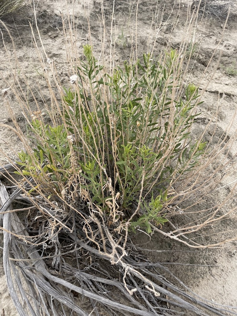 Aztec Goldenbush