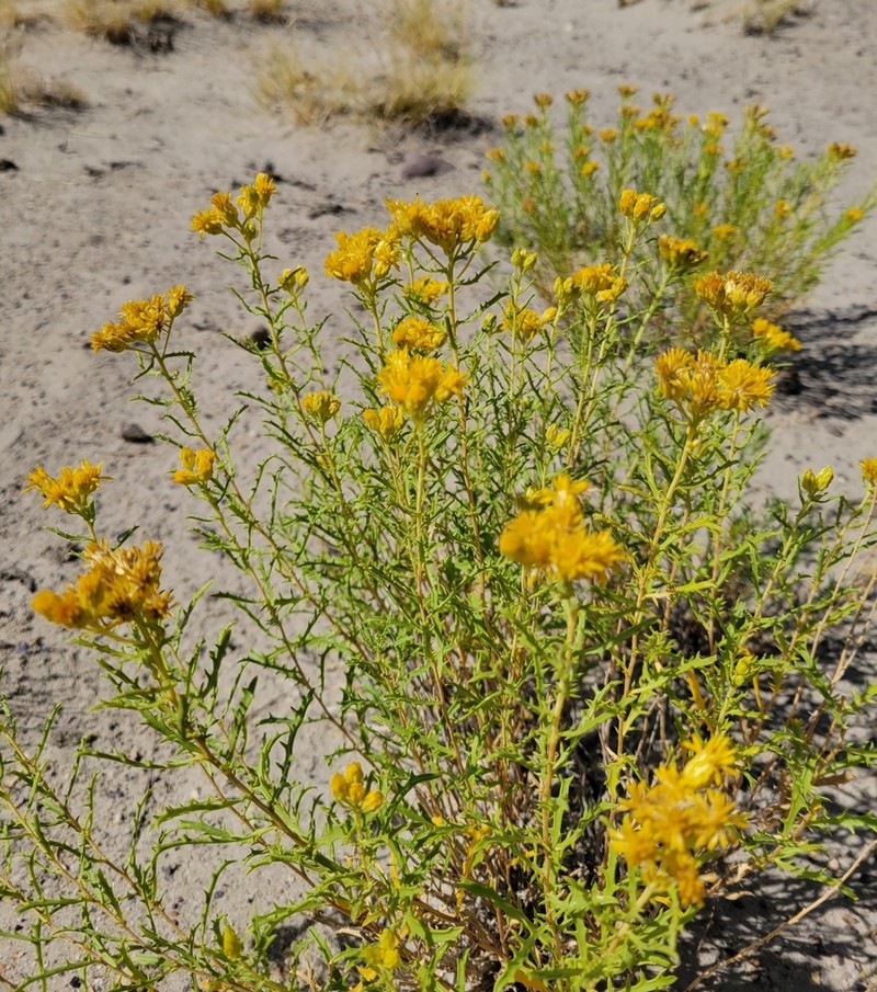 Aztec Goldenbush photo 3