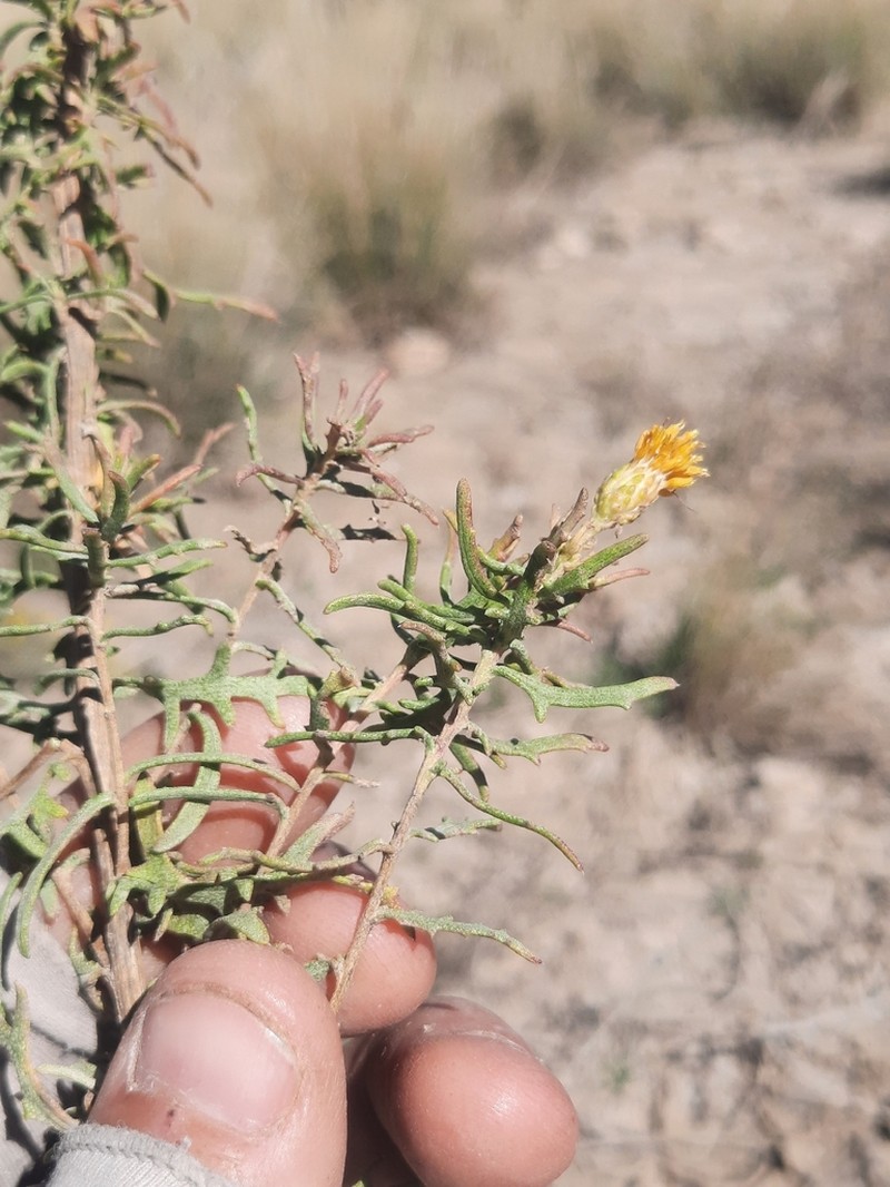 Aztec Goldenbush photo 4