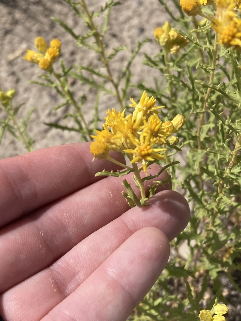 Aztec Goldenbush photo 5
