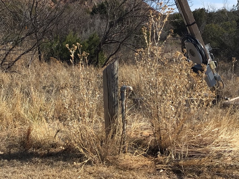 Aztec Goldenbush photo 8