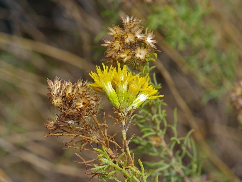 Common Goldenbush