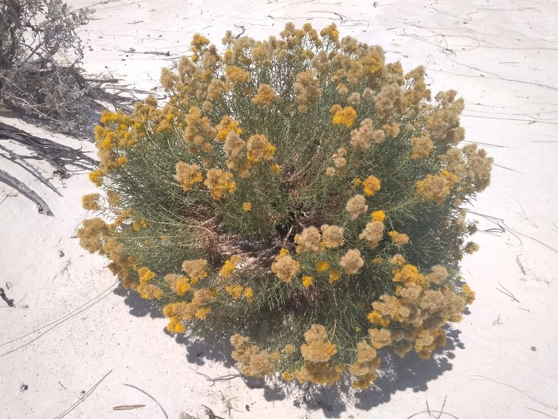 Common Goldenbush