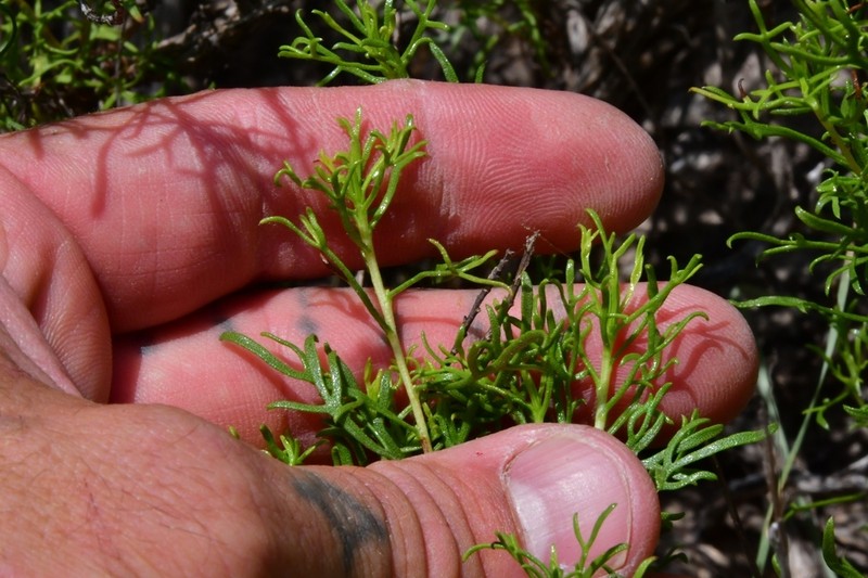 Common Goldenbush photo 2