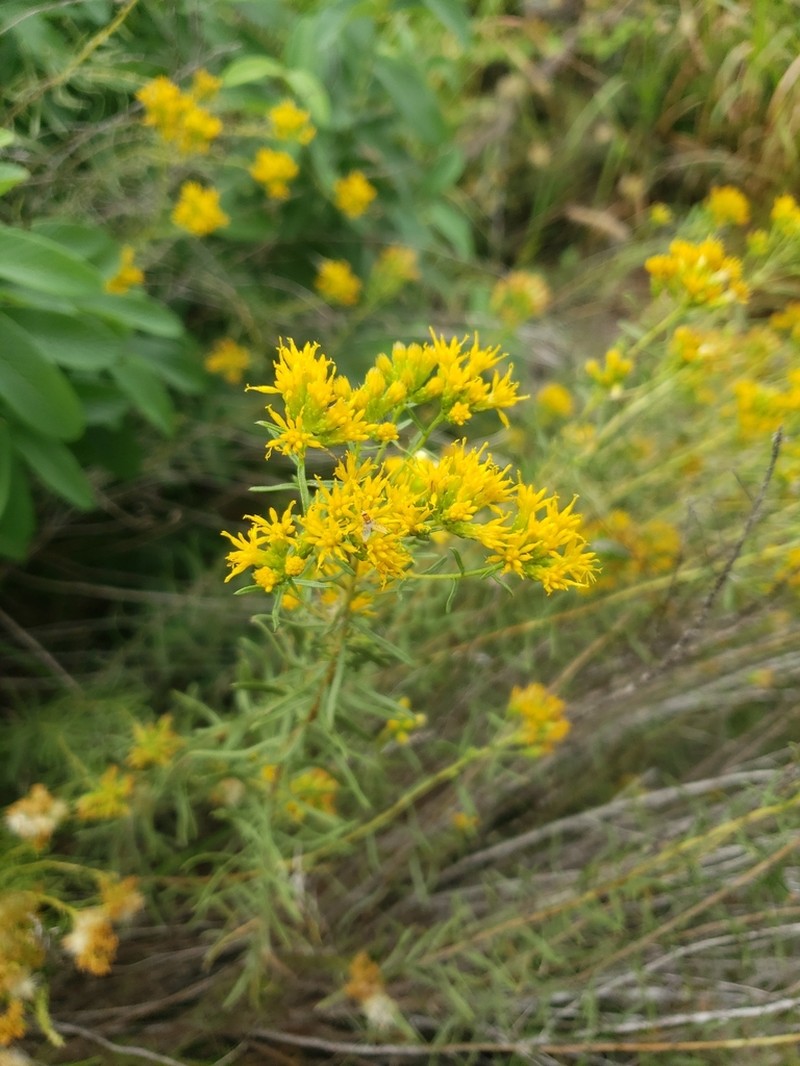 Common Goldenbush photo 3