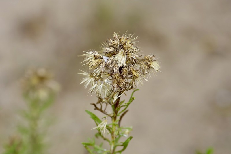 Common Goldenbush photo 4