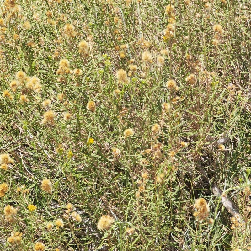 Common Goldenbush photo 5