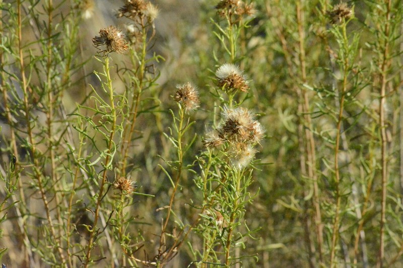 Common Goldenbush photo 6