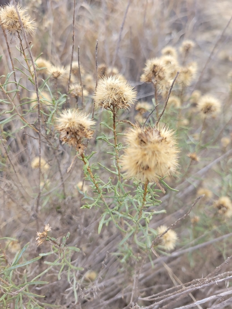 Common Goldenbush photo 7