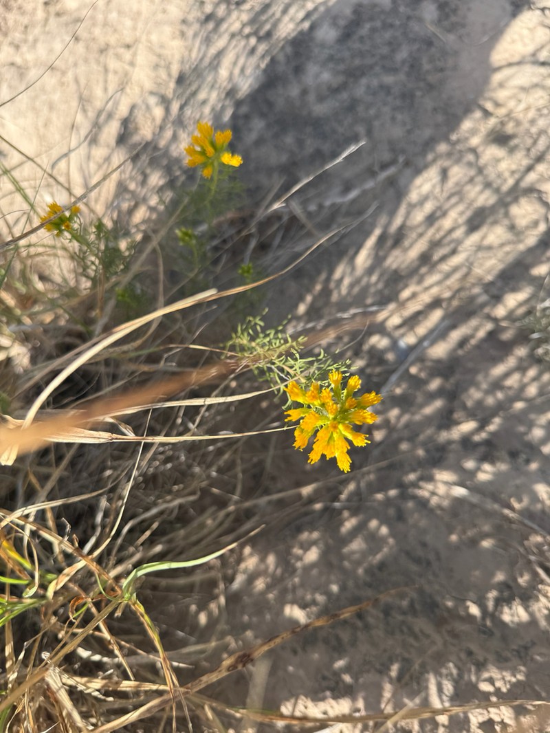 Common Goldenbush photo 8