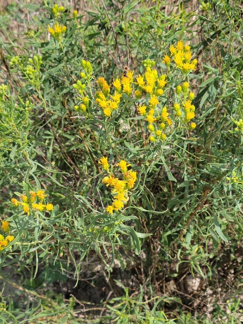 Drummond's Goldenbush