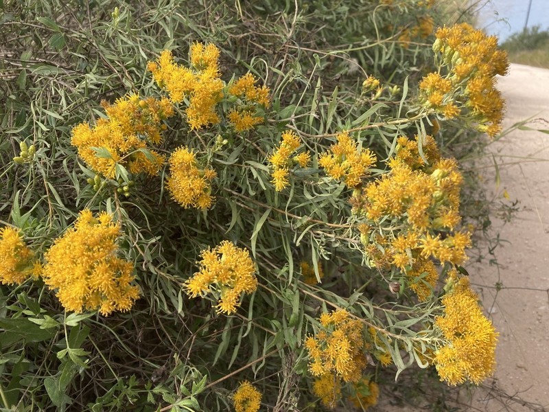 Drummond's Goldenbush photo 2