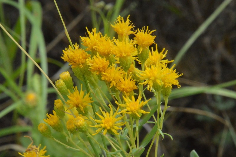 Drummond's Goldenbush photo 3