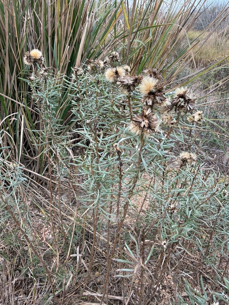 Drummond's Goldenbush photo 4