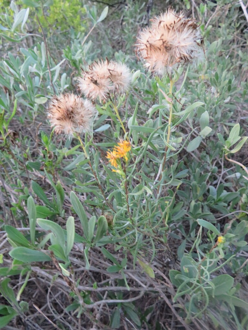 Drummond's Goldenbush photo 5