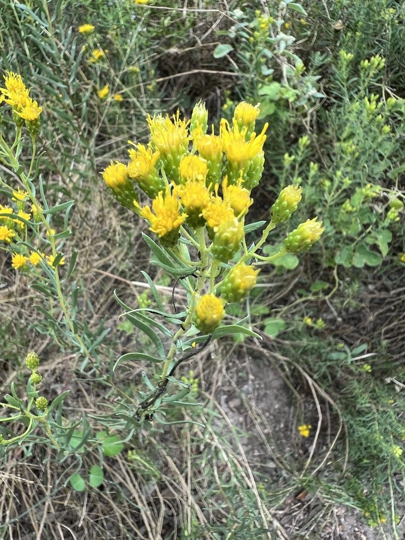 Drummond's Goldenbush photo 6