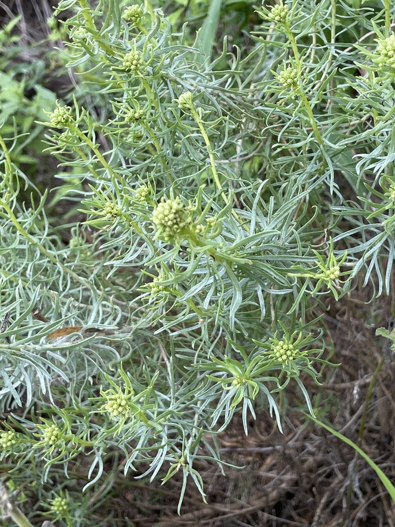 Drummond's Goldenbush photo 7