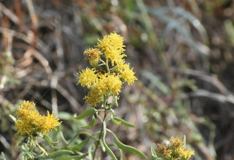 Drummond's Goldenbush photo 8