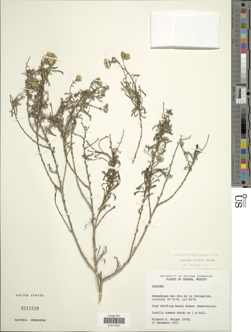 Isocoma felgeri