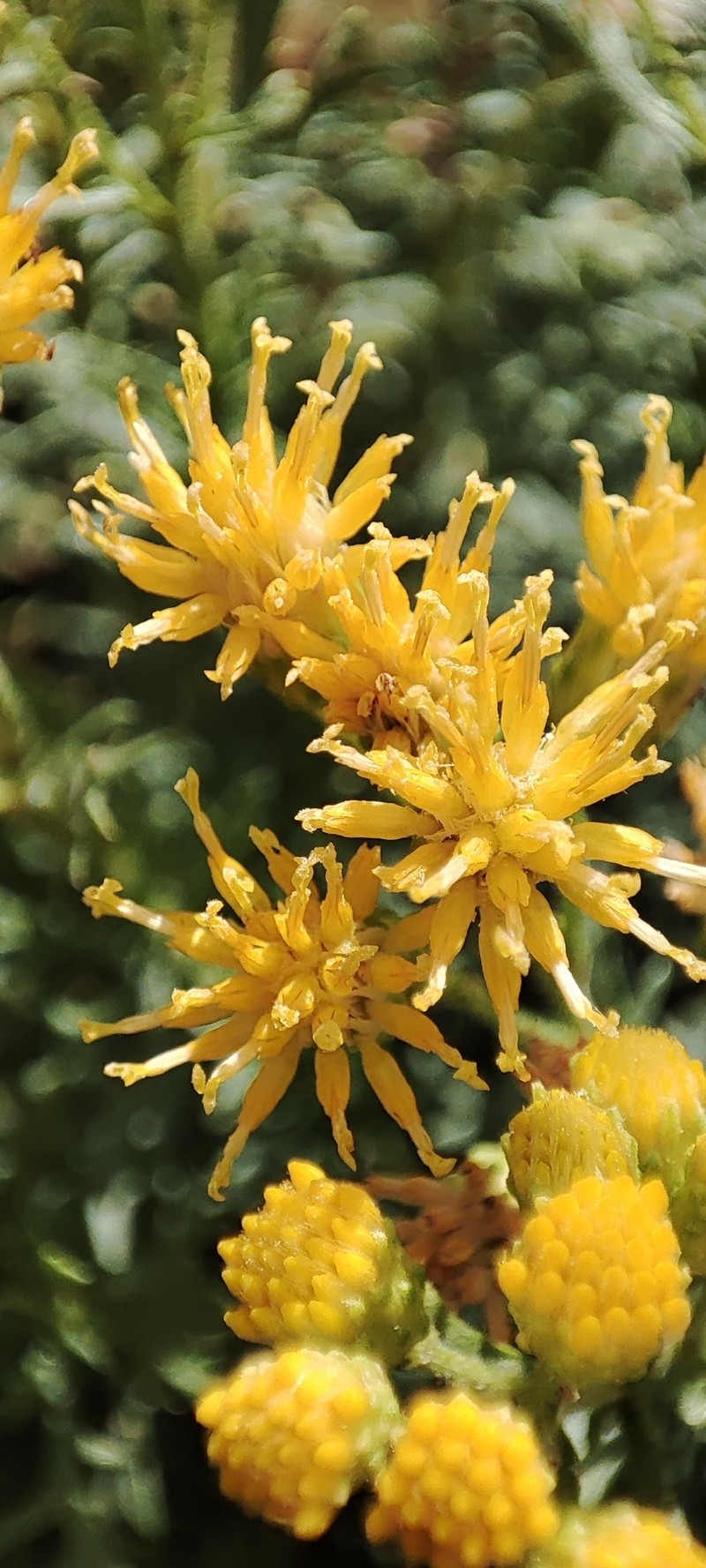 Isocoma hartwegii