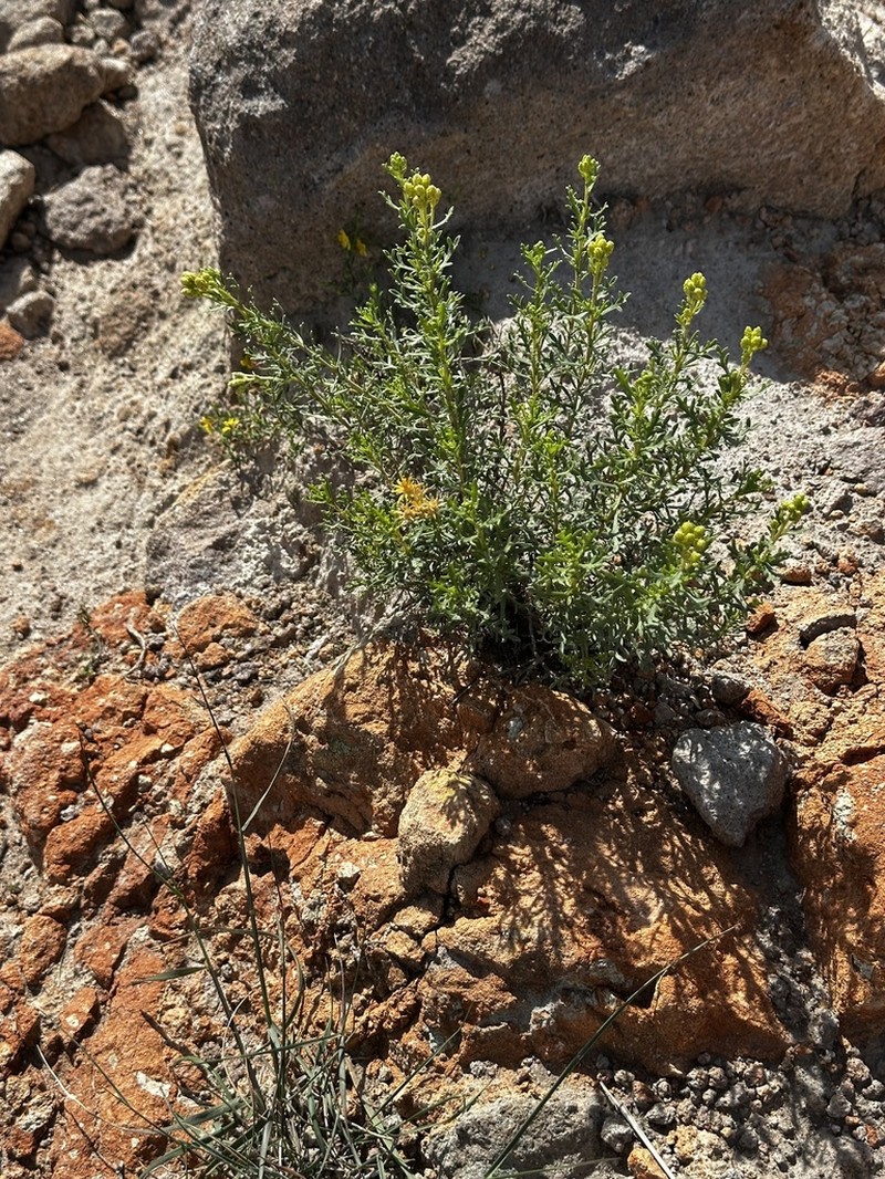 Isocoma hartwegii photo 2