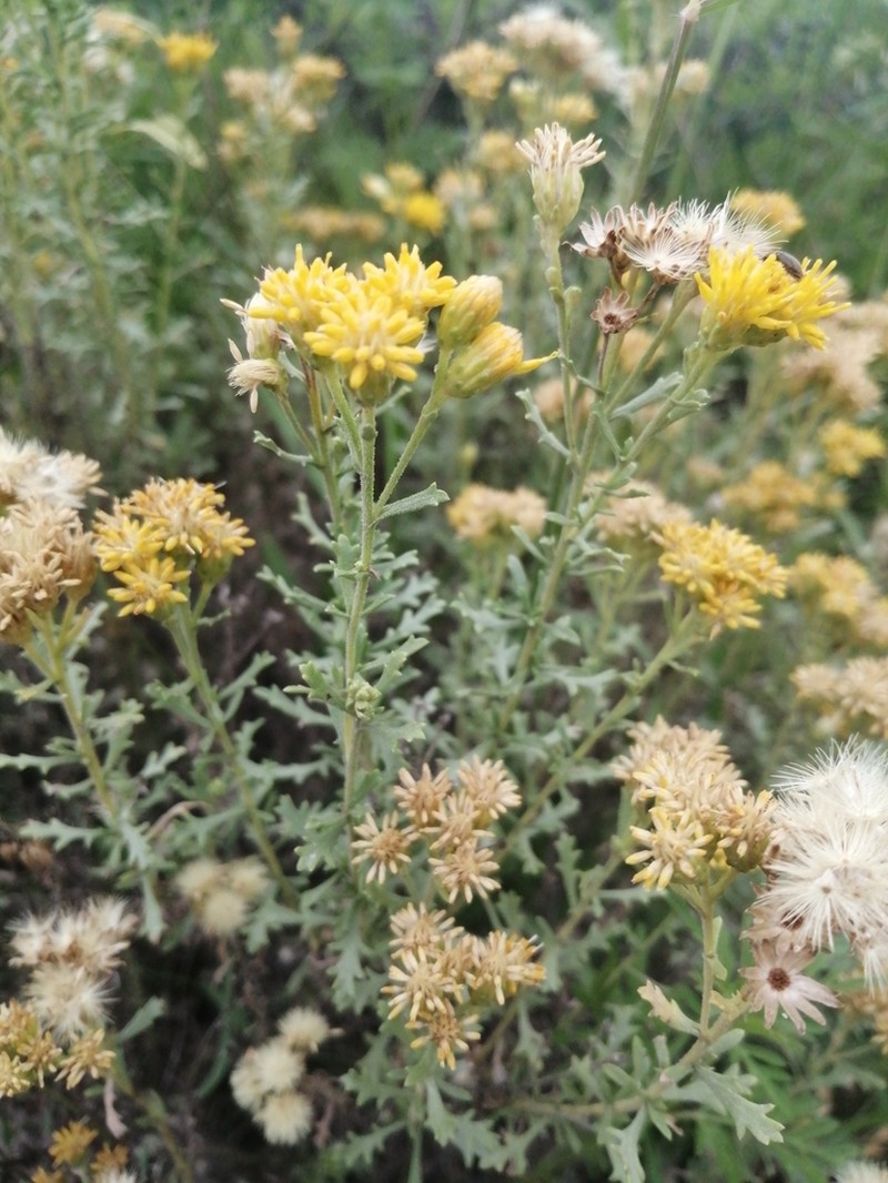 Isocoma hartwegii photo 3