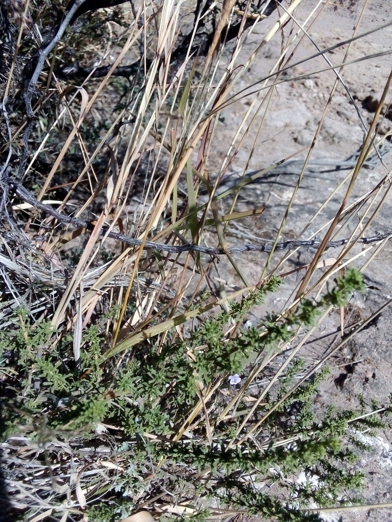 Isocoma hartwegii photo 6