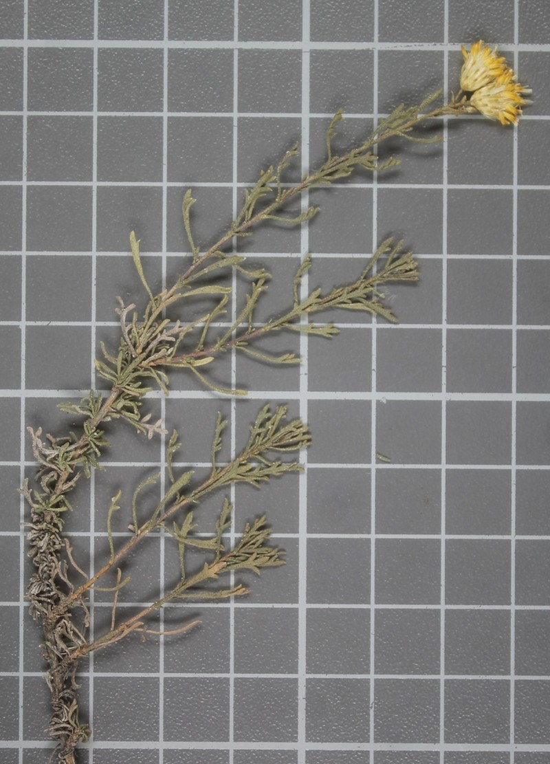 Isocoma hartwegii photo 7