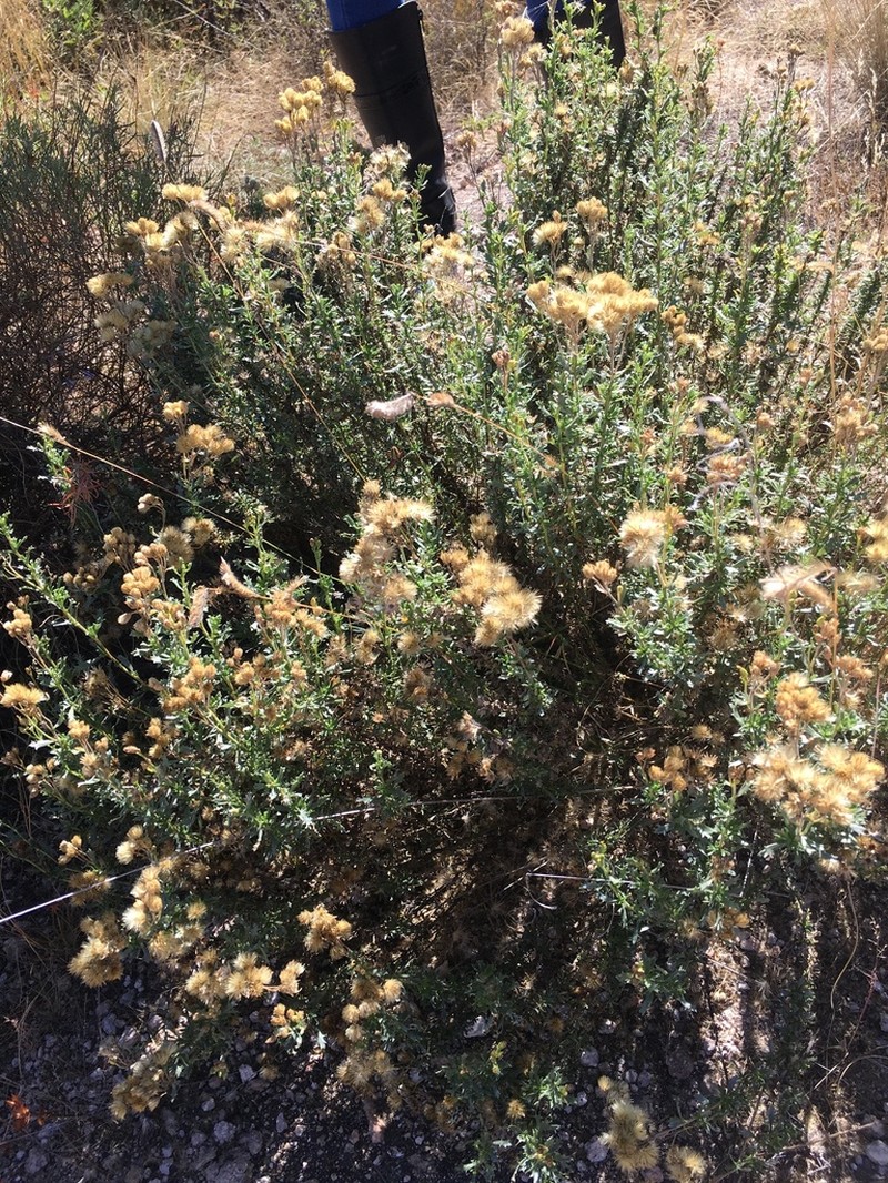Isocoma hartwegii photo 8