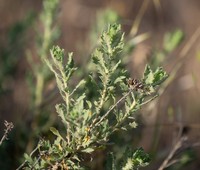 Menzies' Goldenbush