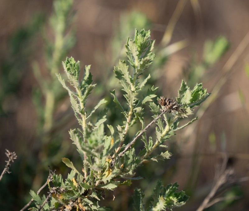 Menzies' Goldenbush