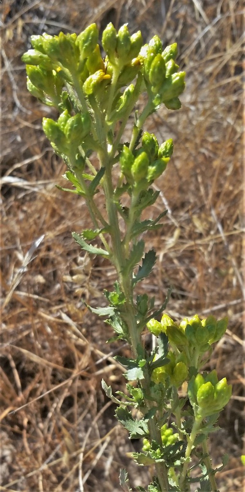 Menzies' Goldenbush photo 2