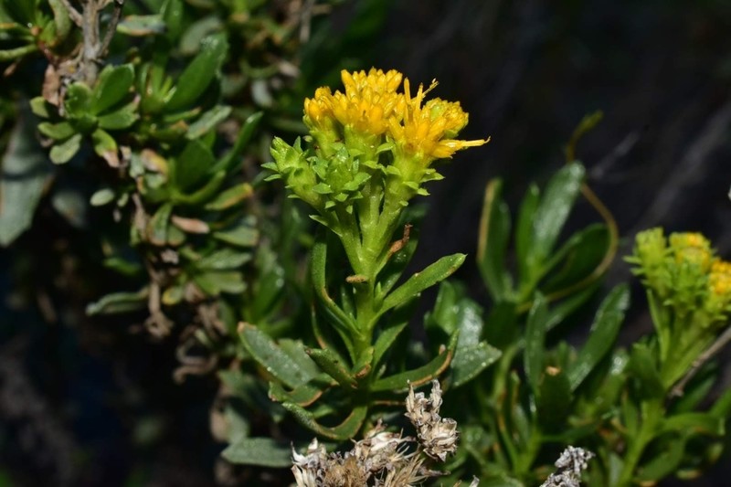 Menzies' Goldenbush photo 3
