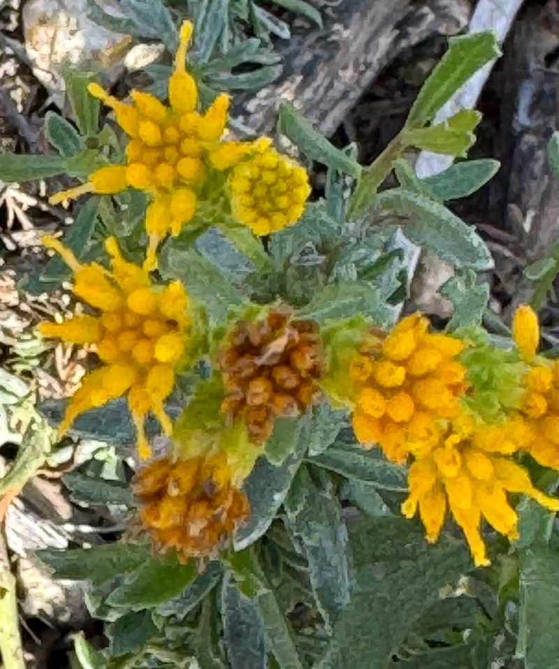 Menzies' Goldenbush photo 4