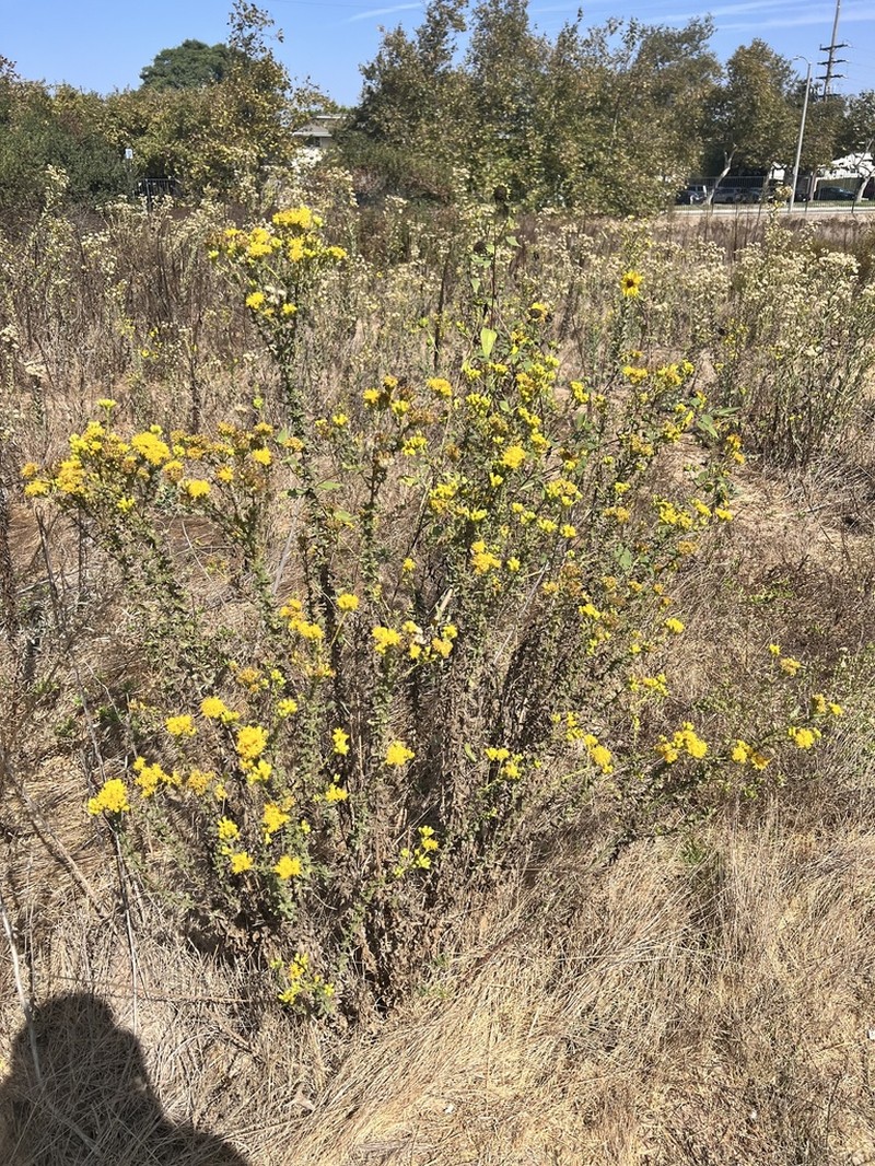 Menzies' Goldenbush photo 6