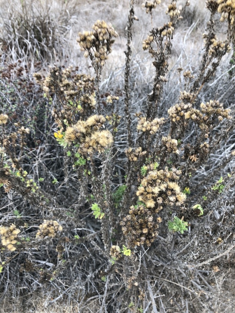 Menzies' Goldenbush photo 7