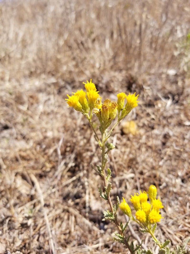 Menzies' Goldenbush photo 8