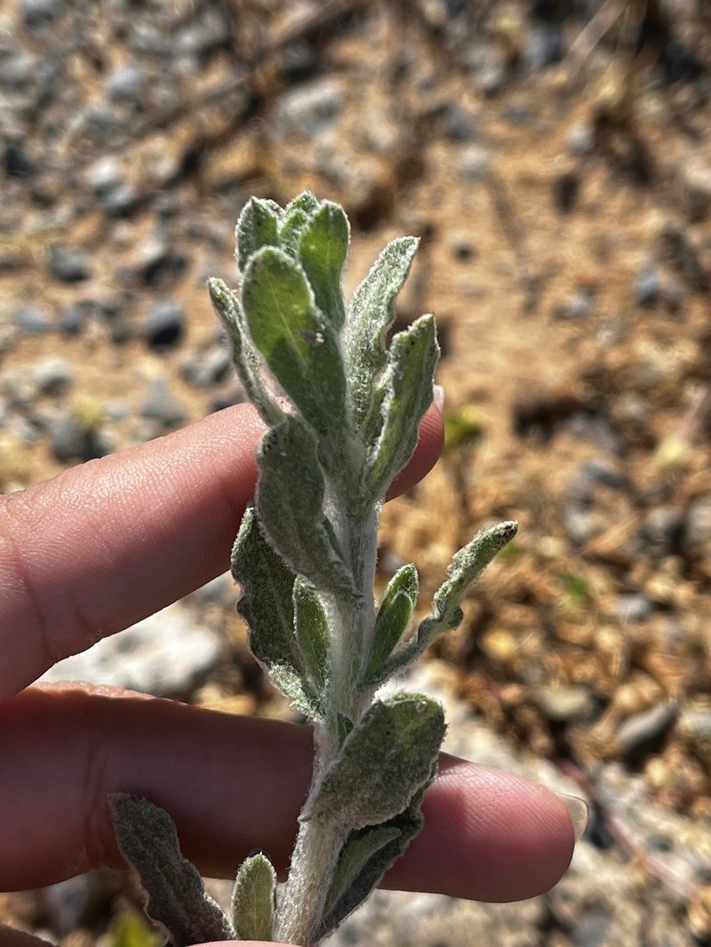 Isocoma menziesii var. decumbens