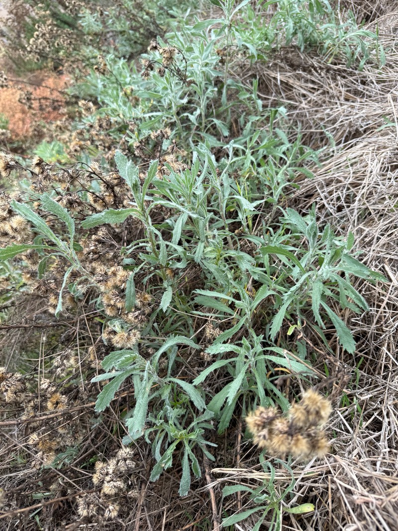 Isocoma menziesii var. decumbens photo 2