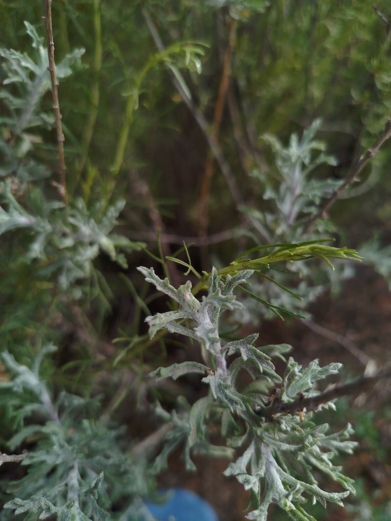 Isocoma menziesii var. decumbens photo 3