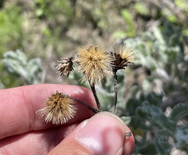 Isocoma menziesii var. decumbens photo 4