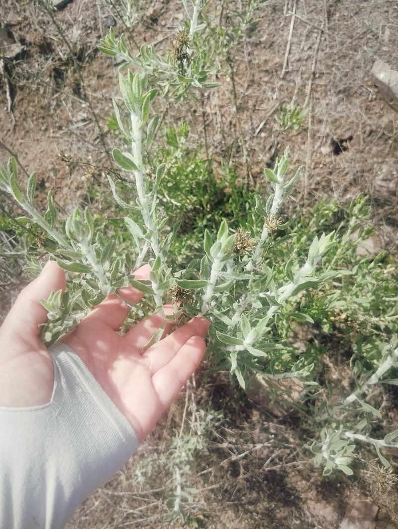Isocoma menziesii var. decumbens photo 5