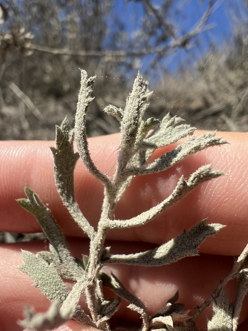 Isocoma menziesii var. decumbens photo 6