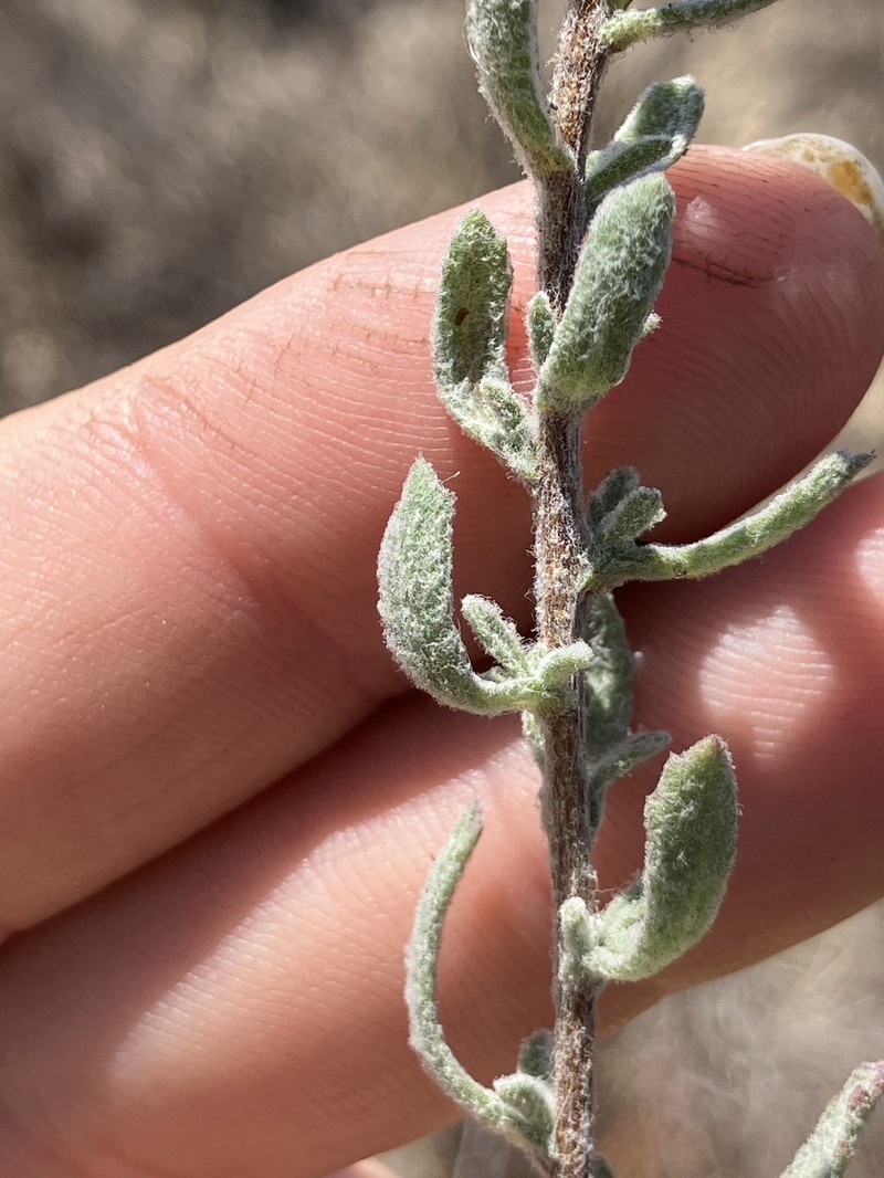 Isocoma menziesii var. decumbens photo 7