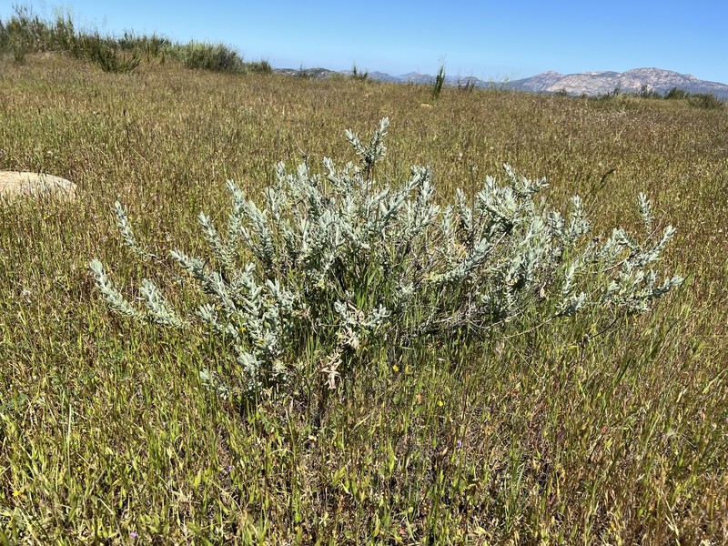 Isocoma menziesii var. decumbens photo 8