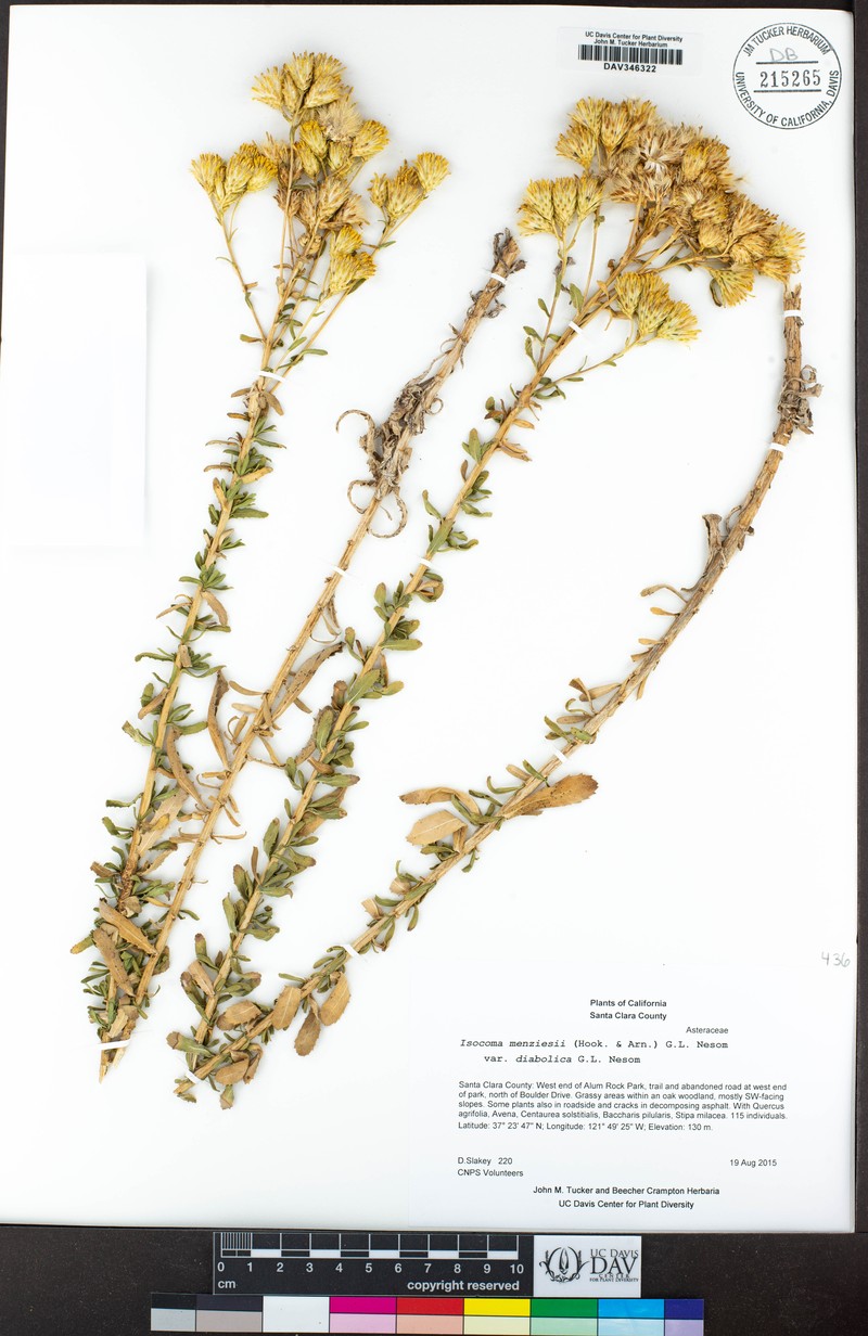 Isocoma menziesii var. diabolica photo 4